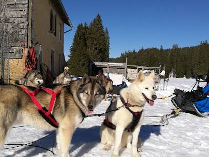 Activité : Sentiers Nordiques Activités chiens de traineaux Jura