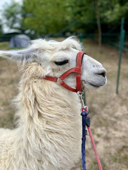 Activité : Les lamas de Johnny