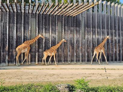 Activité : Zoo de Lyon