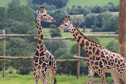 Activité : Parc Animalier d'Auvergne
