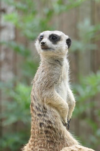 Activité : Le Zoo d'Upie