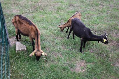 Activité : Ferme animalière du Parc Maugrand