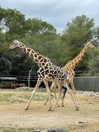 Activité : Zoo de Montpellier