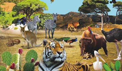 Activité : Parc zoologique