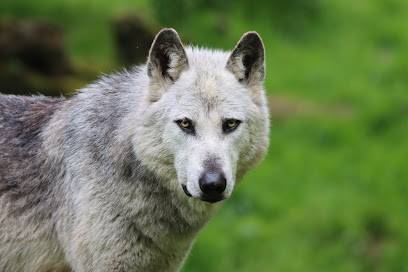 Activité : Parc Animalier de Sainte-Croix
