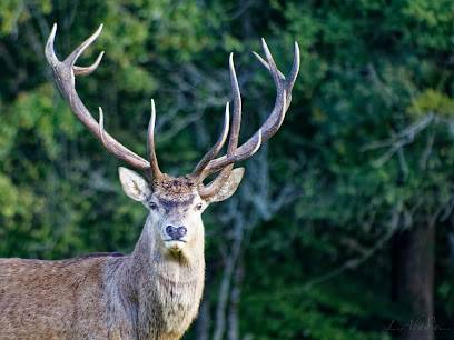 Activité : La Ferme aux Cerfs