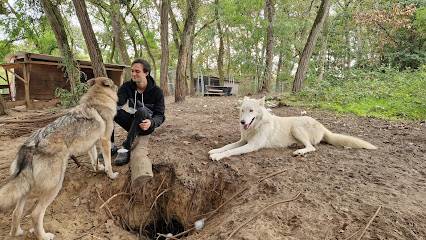 Activité : WolfDog Paradise