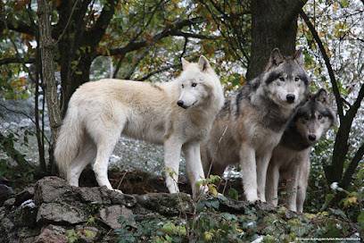 Activité : Les Loups du Gévaudan