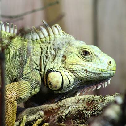 Activité : Padiparc - Parc zoologique