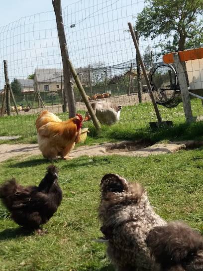 Activité : la ferme des galli