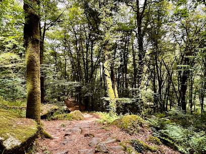 Activité : Forêt de Sainte Barbe
