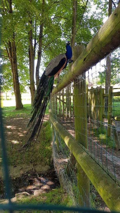 Activité : Little parc