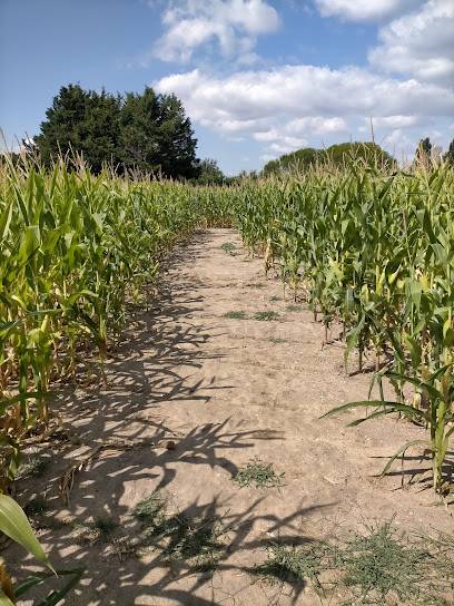 Activité : Labyrinthe de maïs de la ferme de la Cressonnière