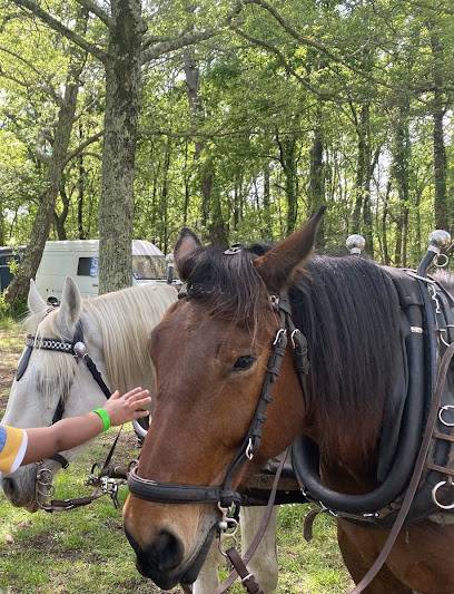 Activité : Stéphanie Renoux -macaleche.fr