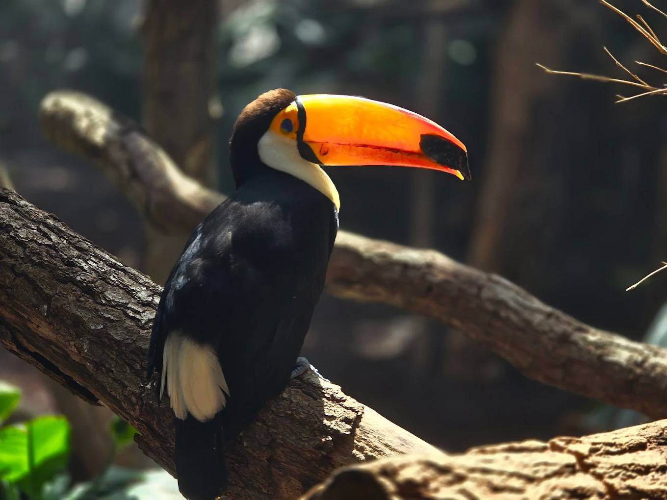 Activité : Parc Zoologique de Paris