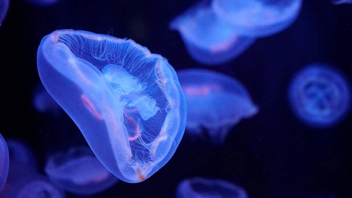 Activité : Aquarium de Paris