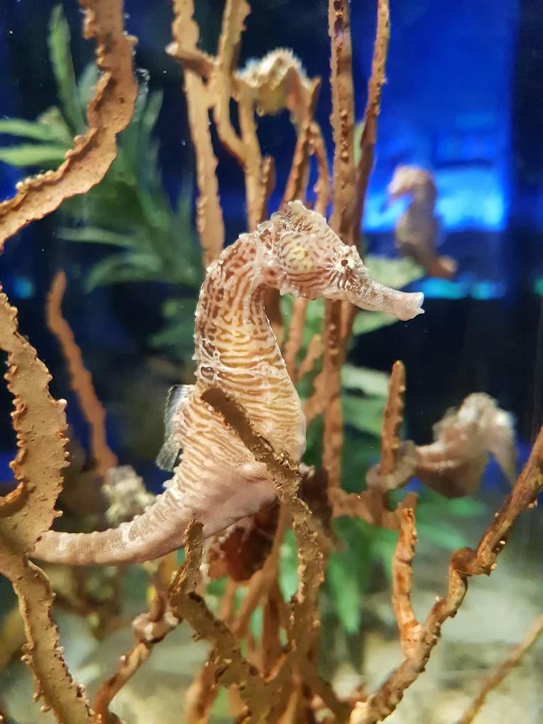 Activité : SEA LIFE Val d'Europe