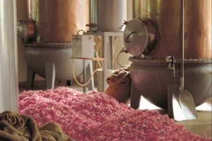 Activité : Parfumerie Fragonard - Fabrique des Fleurs