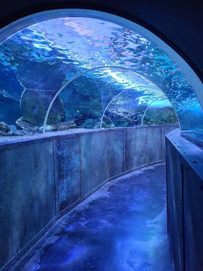 Activité : Aquarium de Touraine