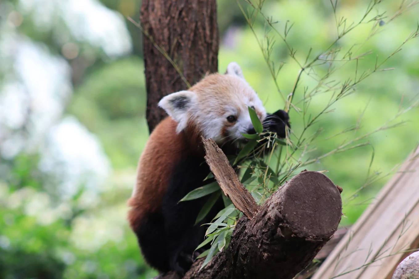 Activité : La Ménagerie, le zoo du Jardin des Plantes