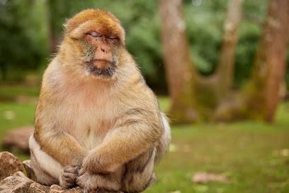 Activité : La Forêt des Singes
