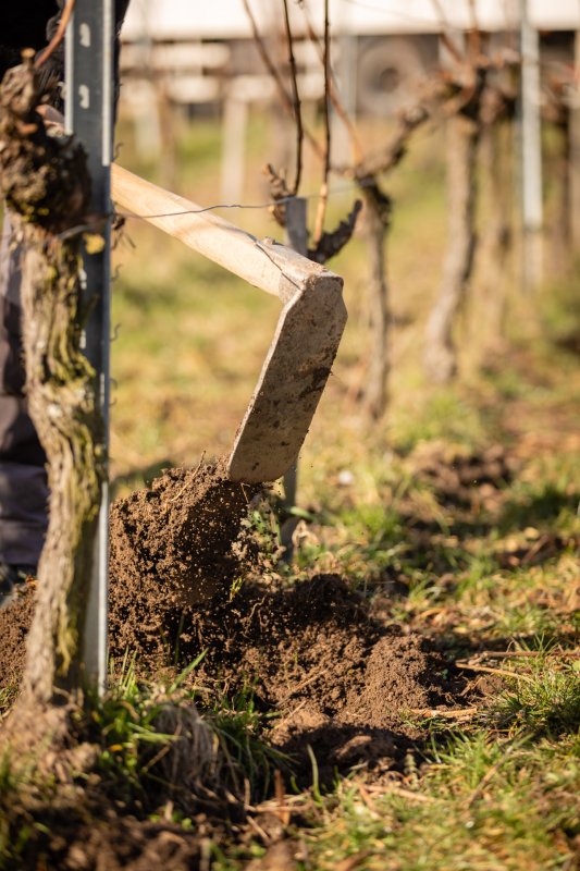 Activité : Quand la vigne travaille avec la nature...la biodynamie expliquée