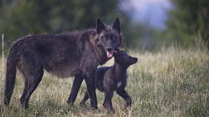 Activité : Parc Animalier des Monts de Guéret Les Loups de Chabrières