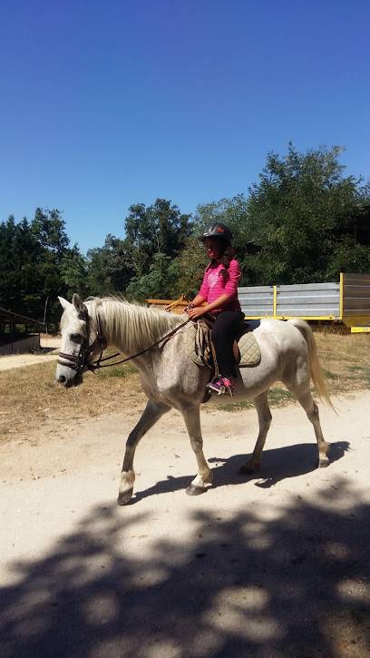 Activité : Centre Cheval Poney