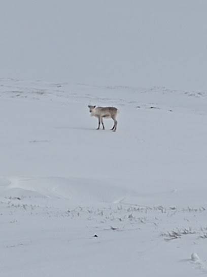 Activité : Animals in the wild