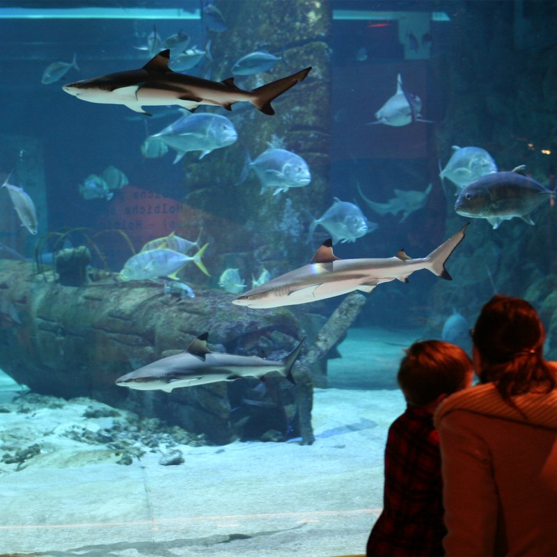 Activité : Visite du Seaquarium Institut Marin