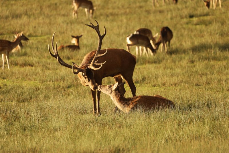 Activité : Parc Animalier de Boutissaint