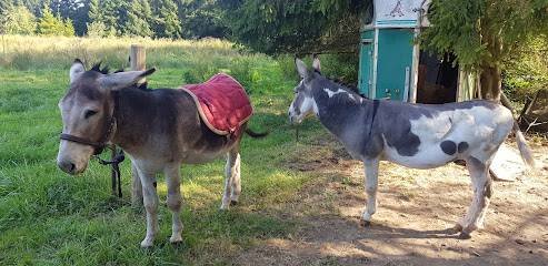Activité : Un Âne en Ardennes