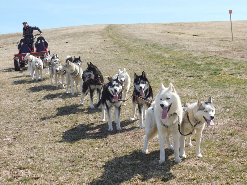 Activité : Baptême en traîneau/kart à chiens
