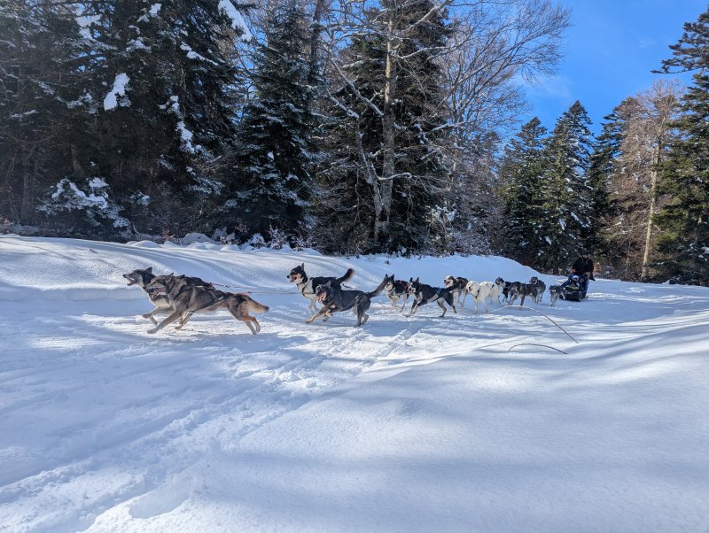 Activité : Baptême en chiens de traineau