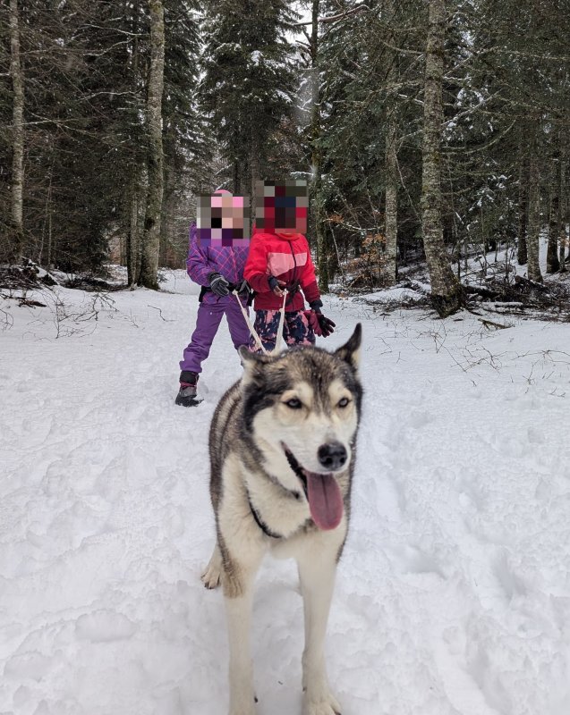 Activité : Cani-rando hiver