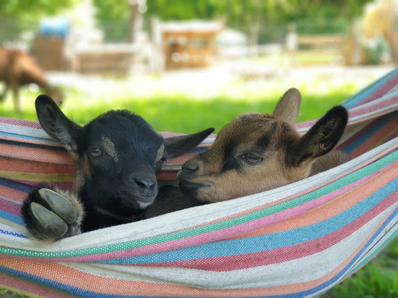 Activité : VISITE DES ANIMAUX CHEZ PATH'O CALME