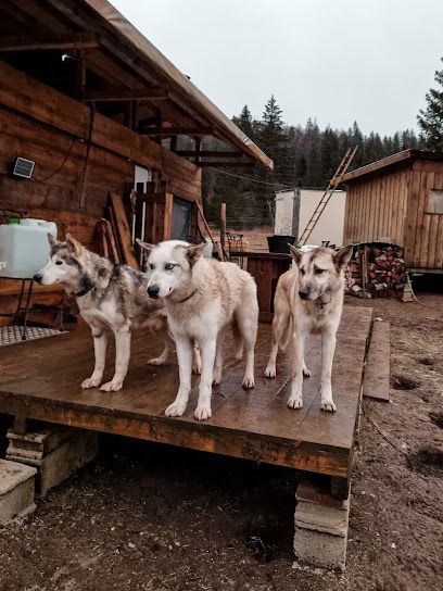 Activité : Free Sled - Chiens de traîneau