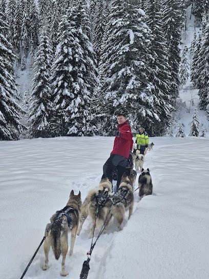 Activité : Traineaux Passion