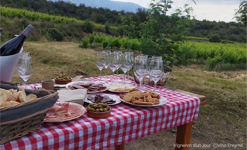 Activité : vigneron d'un jour