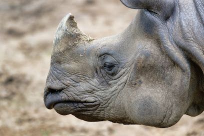 Activité : Touroparc Zoo