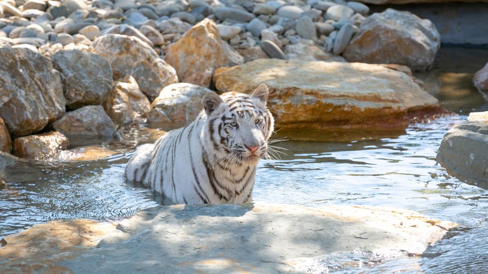 Activité : Parc Animalier de la Barben