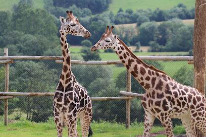 Activité : Parc Animalier d'Auvergne