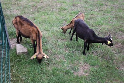 Activité : Ferme animalière du Parc Maugrand