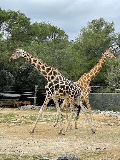 Activité : Zoo de Montpellier