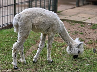 Activité : Zoo de la Colombière