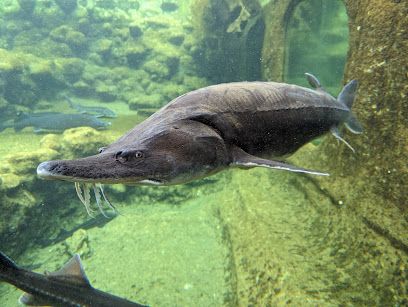 Activité : Aquarium Périgord Noir