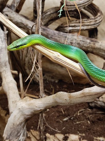 Activité : Le Reptilarium du Larzac