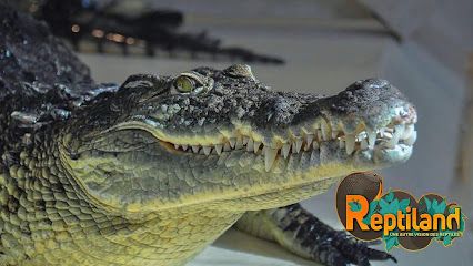 Activité : Reptiland
