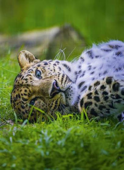 Activité : Zoo de La Boissière du Doré