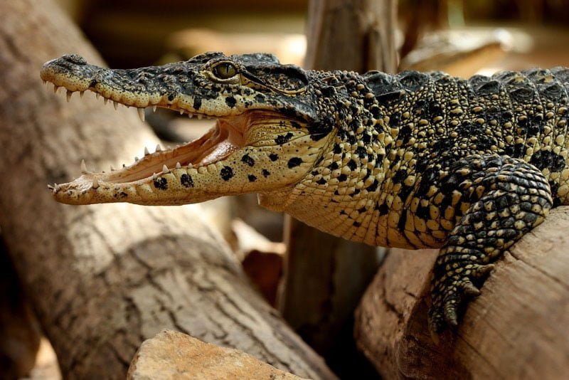 Activité : Alligator Bay